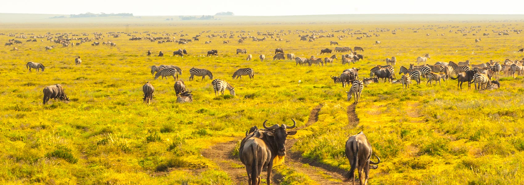 is zanzibar really worth it after a safari?