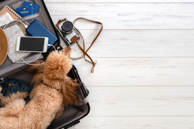 looking for a travel buddy to help fly my dogs