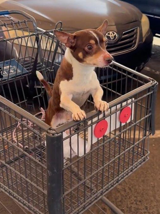 Lost Pup’s Shopping Cart Mystery Solved!
