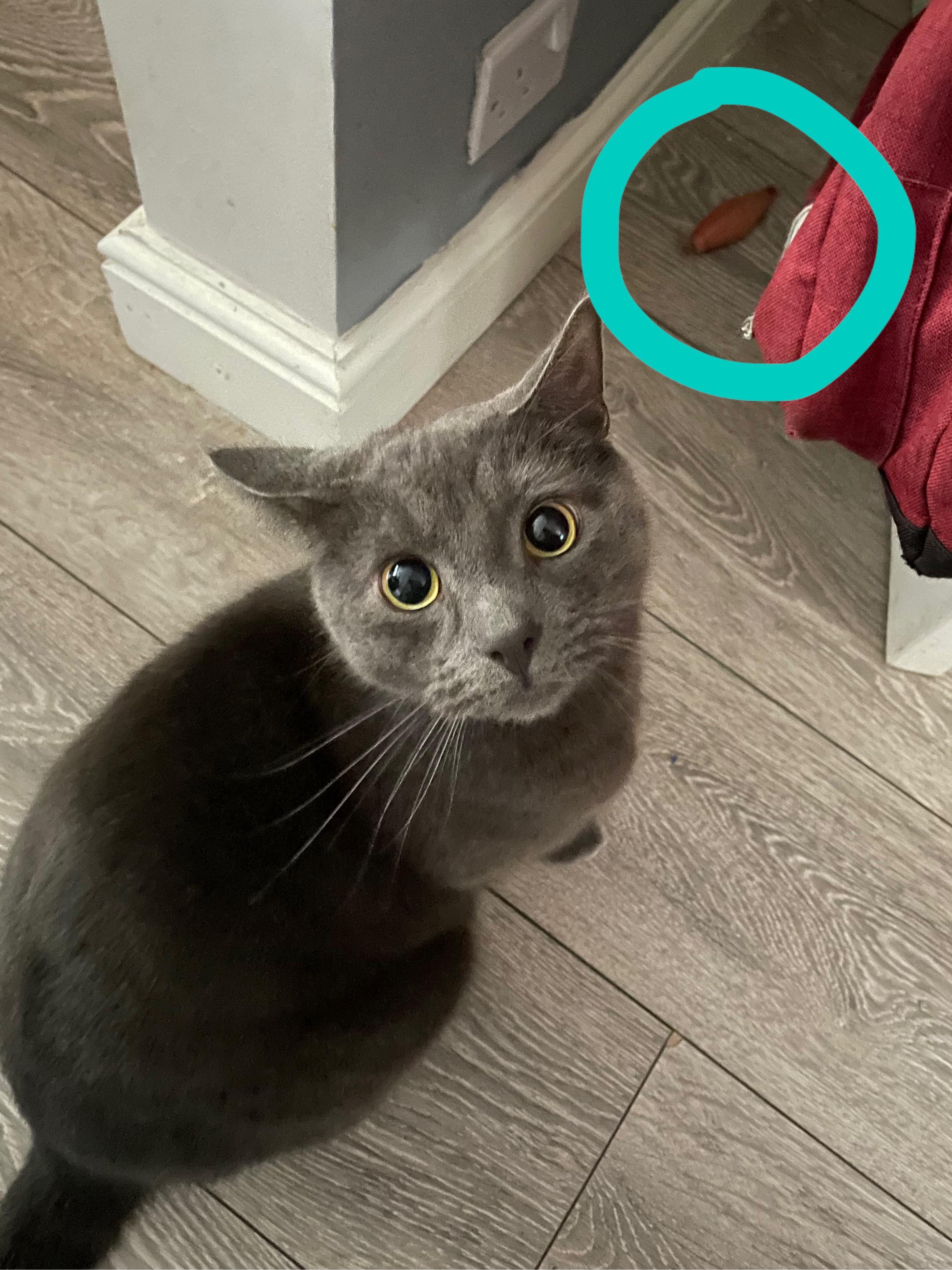 My Cat’s Secret Stash: The Shallot Heist