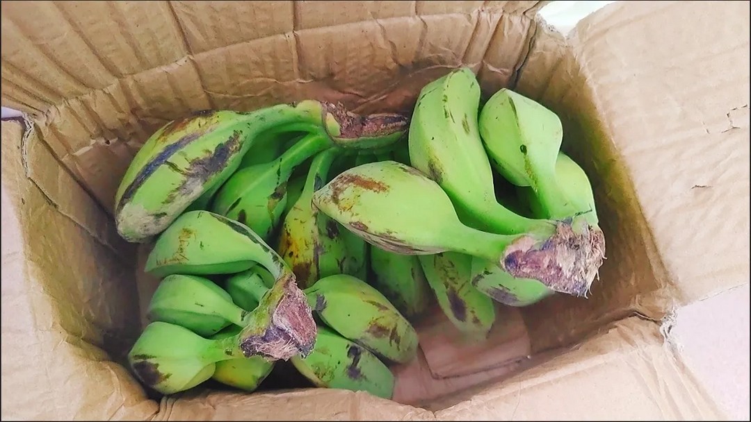 Who wants to buy my mutant bananas? 