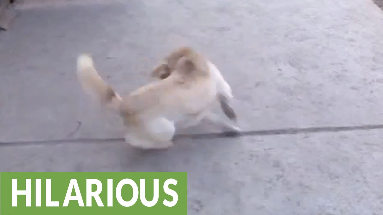 What’s the Weirdest Thing Your Pet Fears?