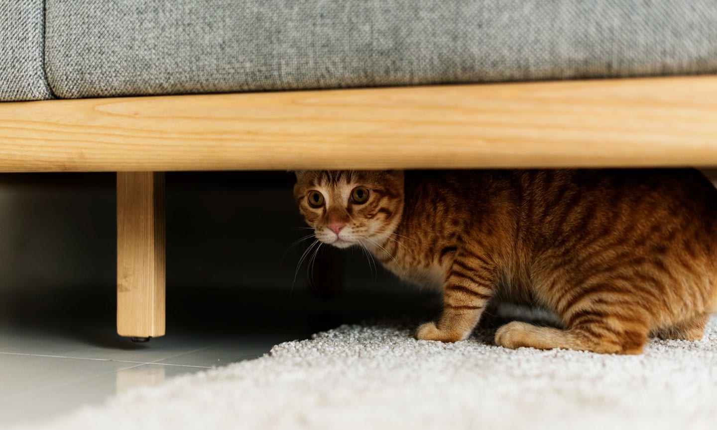 Adopted a House, Got a Cat for Free