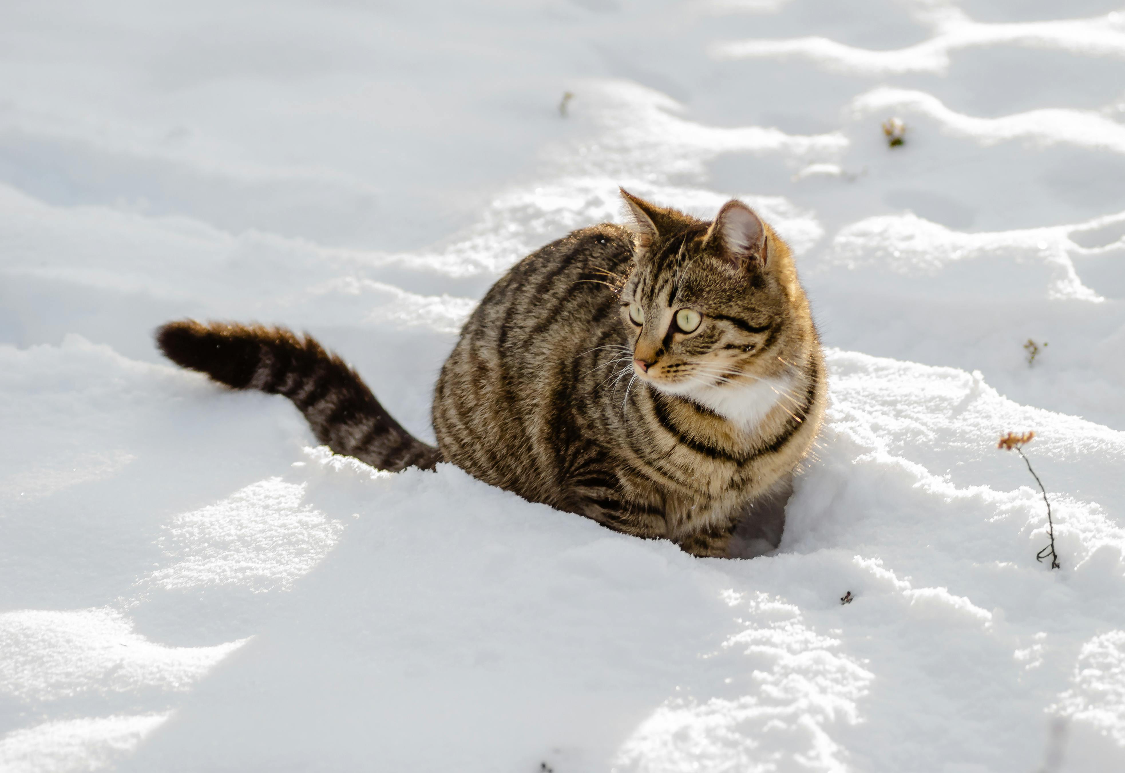 My Cat Thinks He's a Snow Leopard
