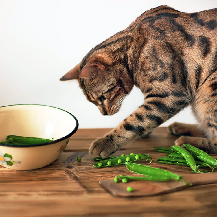 My Cat’s Secret Obsession: Beans