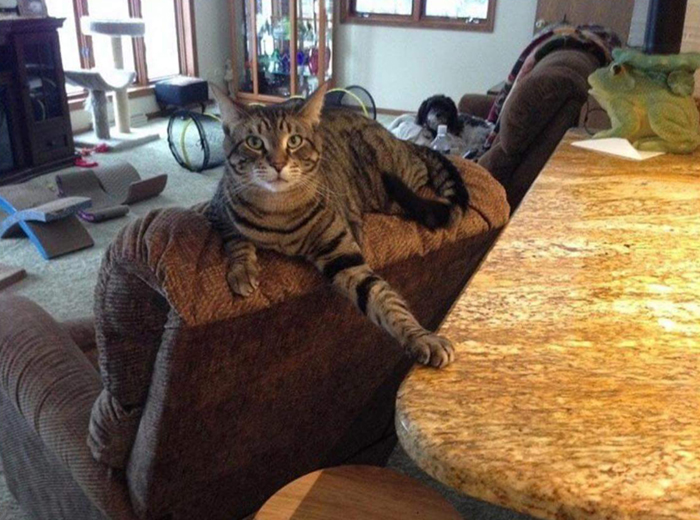 When Your Cat Decides Chaos Is a Hobby