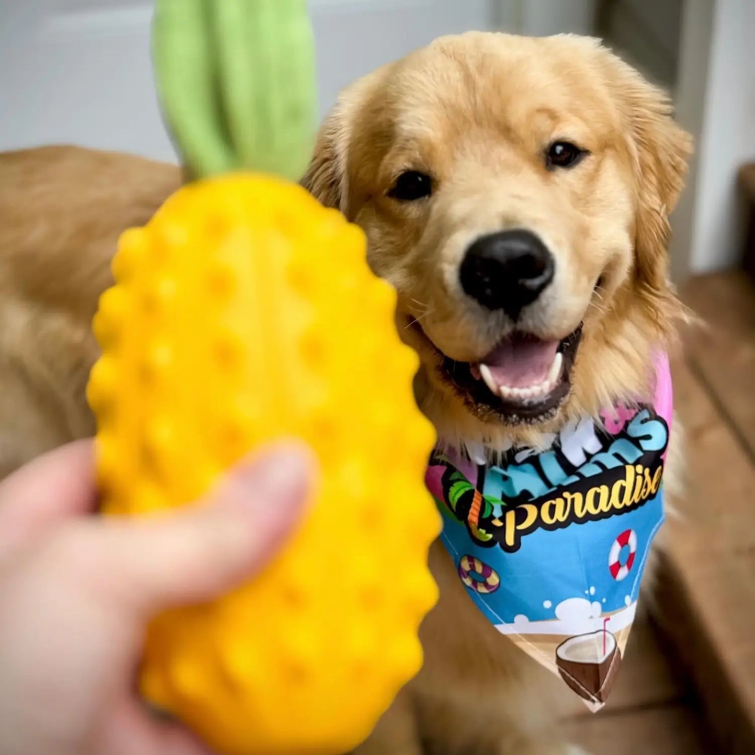 My Dog’s Secret Obsession: The Squeaky Pineapple
