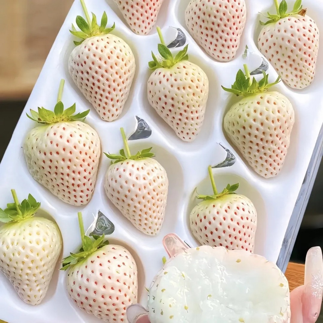 This is the kind of strawberries girls should be eating.