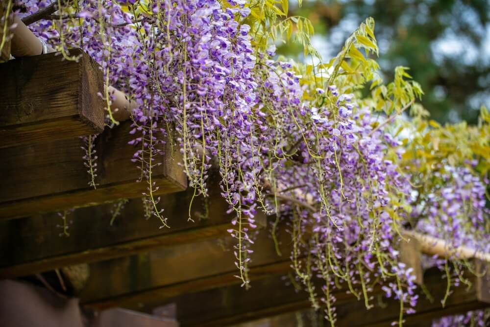 how did my tiny patio turn into a purple wonderland overnight?
