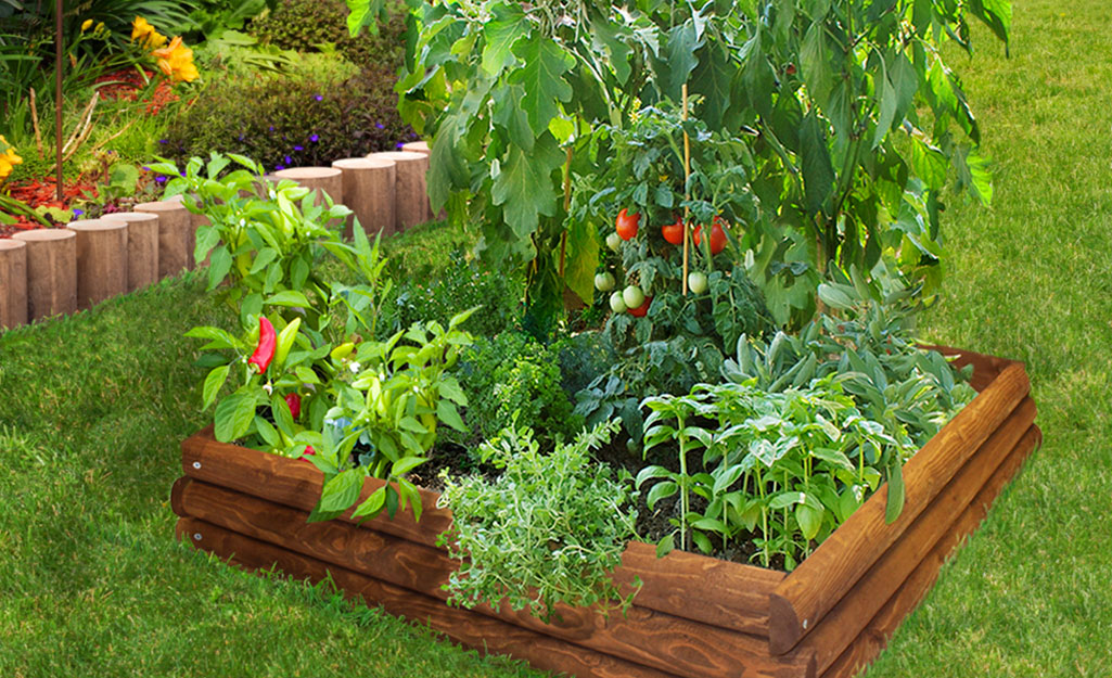 how did i end up with a jungle of tomatoes in my backyard?