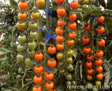 wait, why are my tomatoes neon orange instead of deep purple?