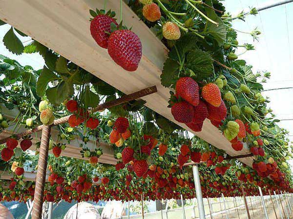 how did my dad’s ancient strawberry patch survive two decades?