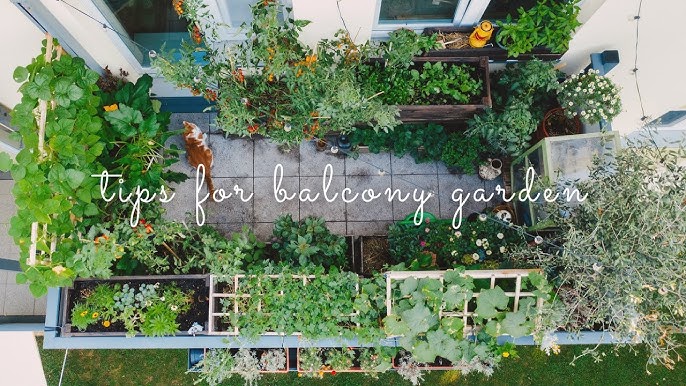 how did i turn my tiny balcony into a lush jungle paradise?