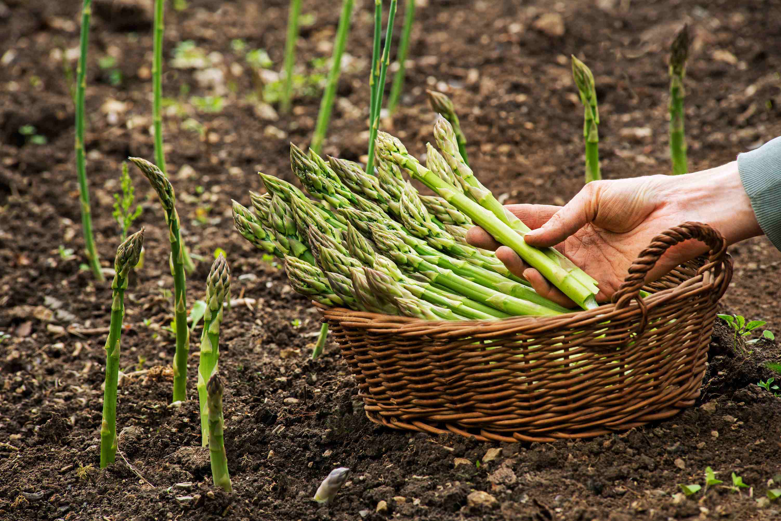 how did i survive three years just to grill my own asparagus?