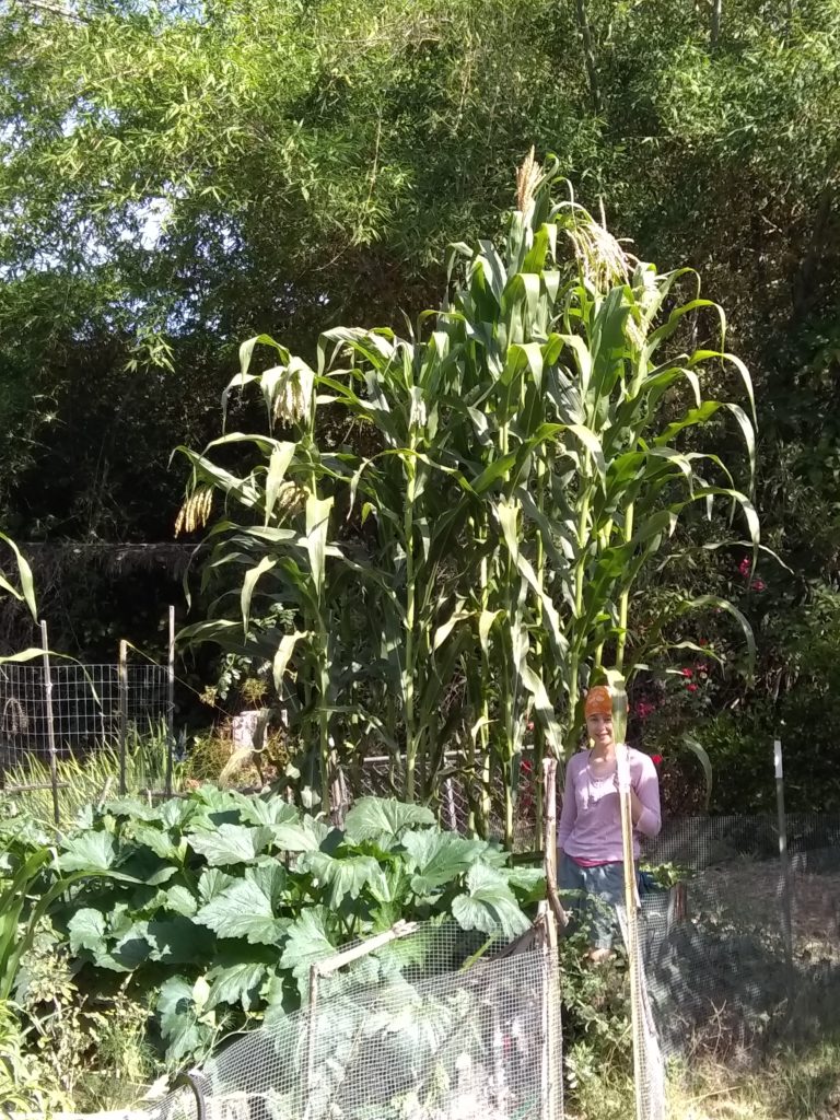 why did my corn suddenly turn into sad floppy noodles overnight?