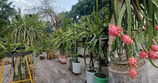 how did i end up growing dragon fruit on my roof in the city?