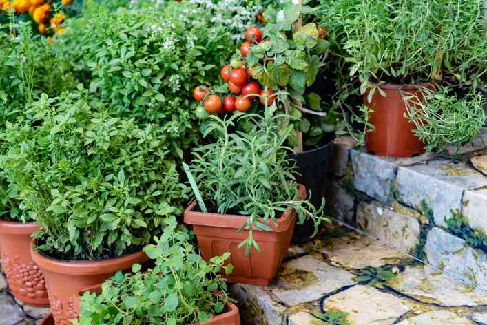 did i just inherit a mint jungle or the best kitchen hack ever?