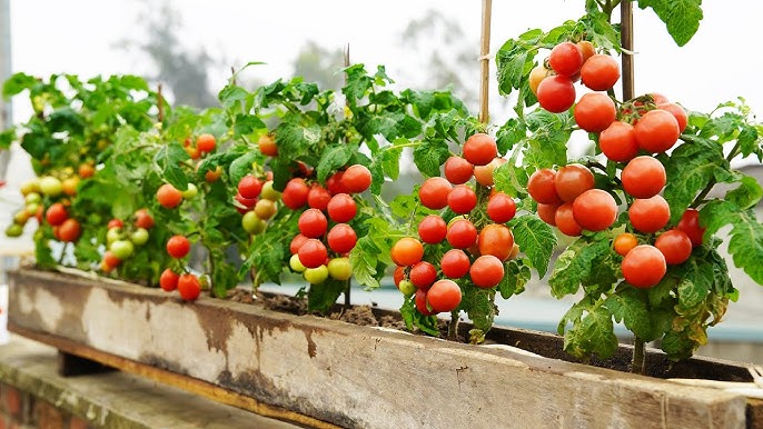 why do homegrown cherry tomatoes taste like summer magic?