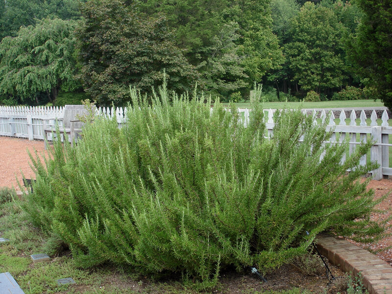 why did my kitchen suddenly smell amazing after trimming rosemary?