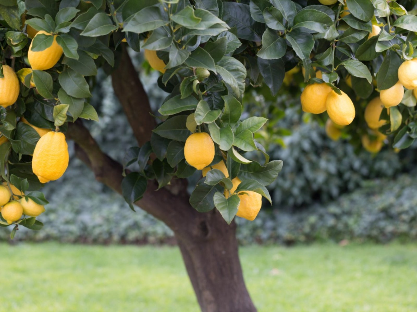 why did my lemon tree suddenly explode with fruit this year?