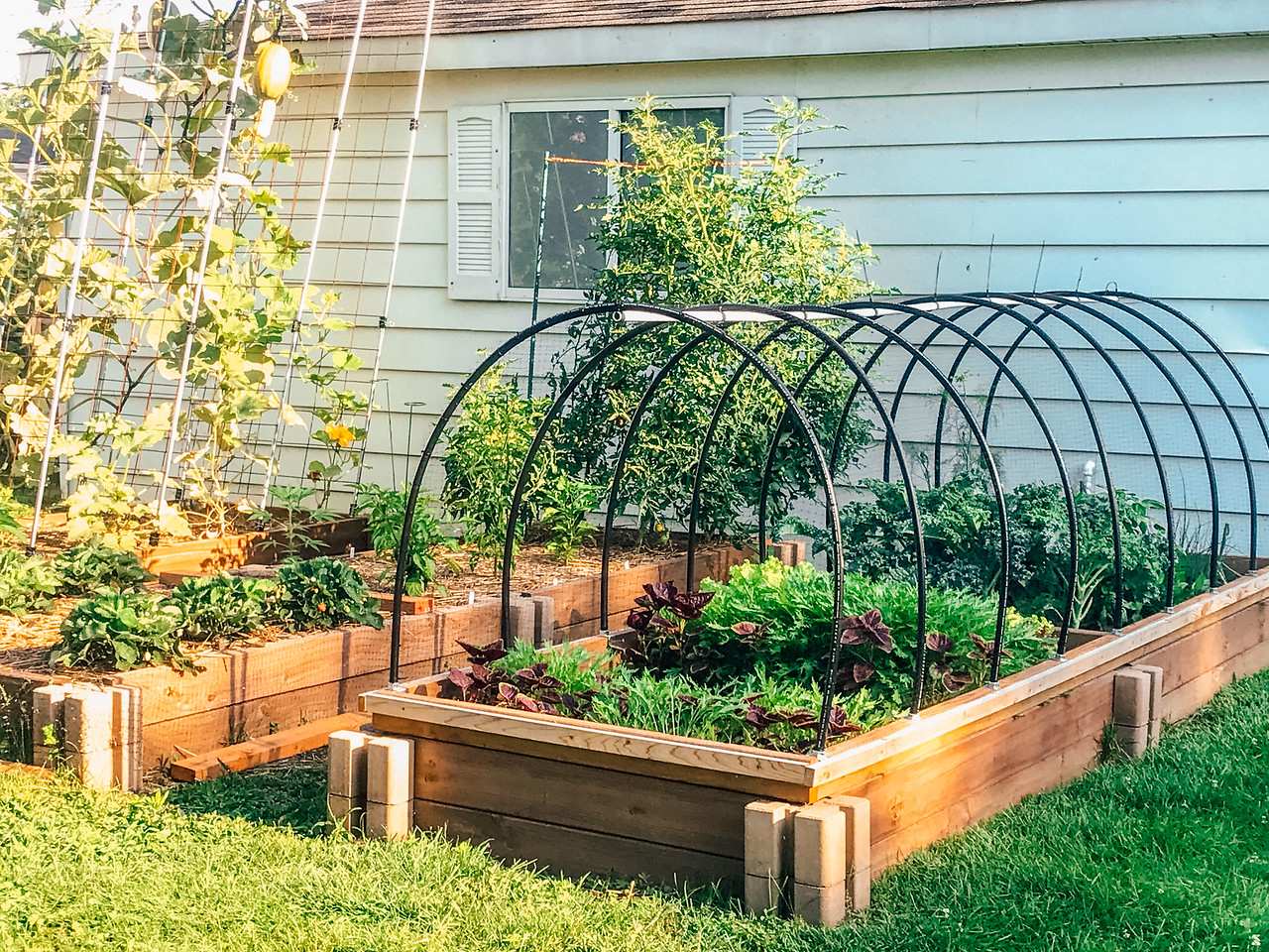 can you believe i grew my first garden after a decade of chaos?