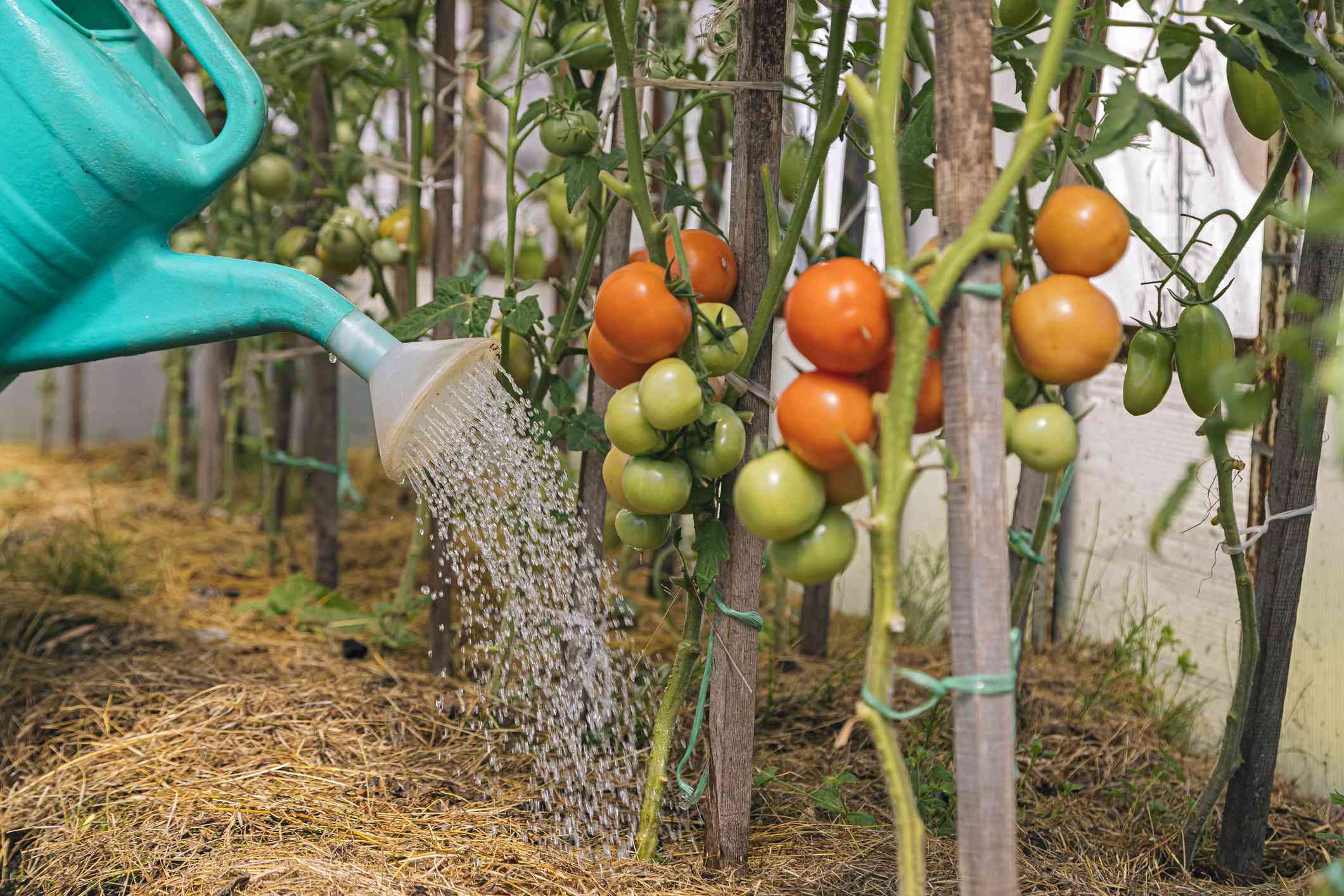 why did i end up knee-deep in mud just to save my grandpa’s tomatoes?