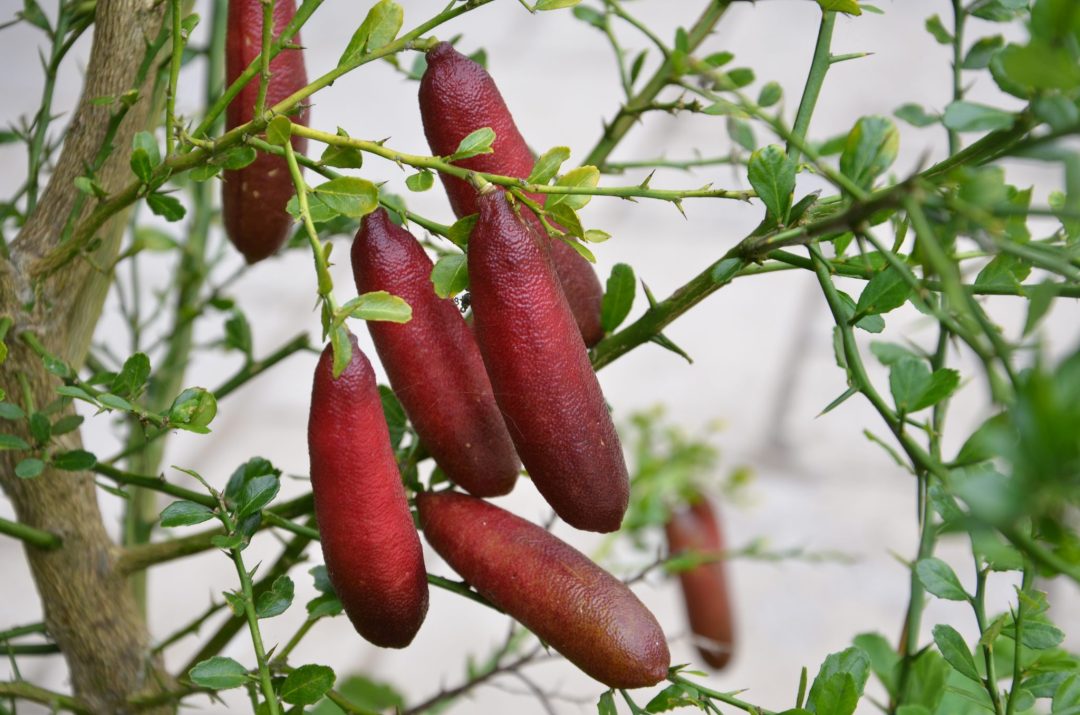 did i just grow the juiciest finger lime ever in my backyard?
