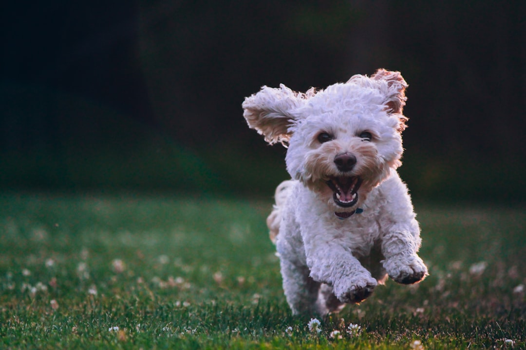 hunting for dog-friendly swimming spots near the tri-state