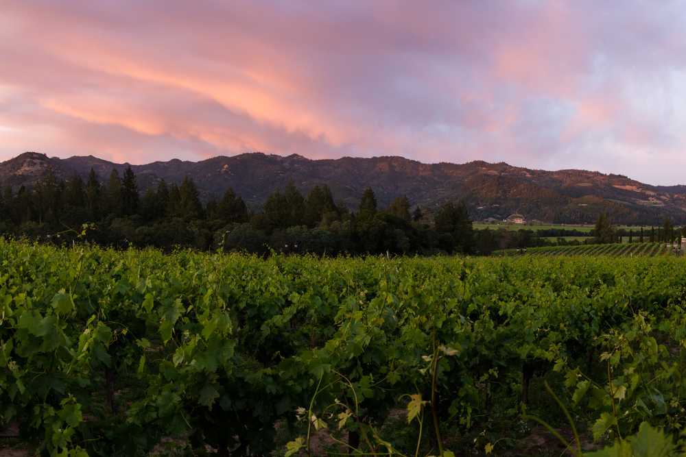 finding romance and tradition in northern california wine country
