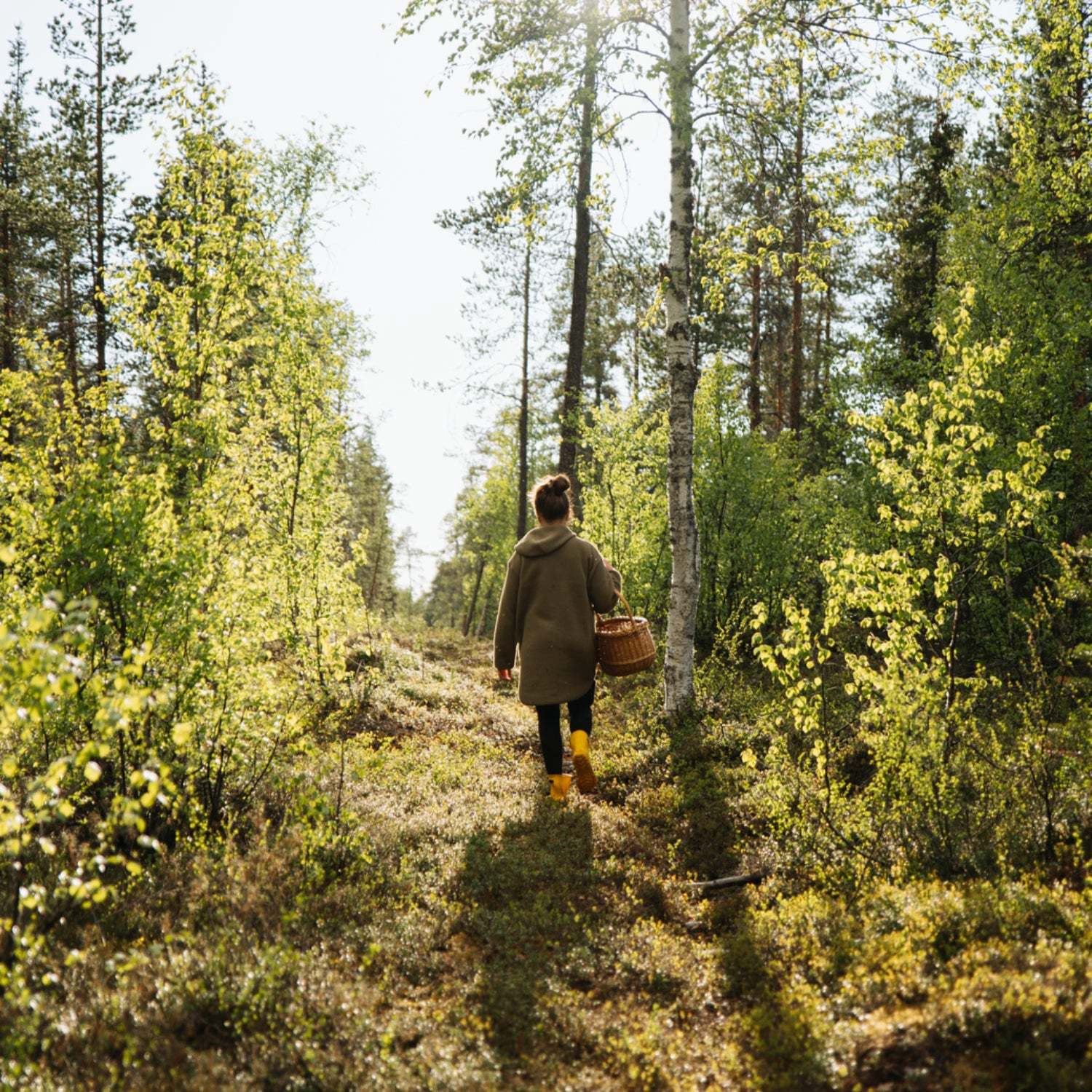 rediscovering foraging: old wisdom or new trend?