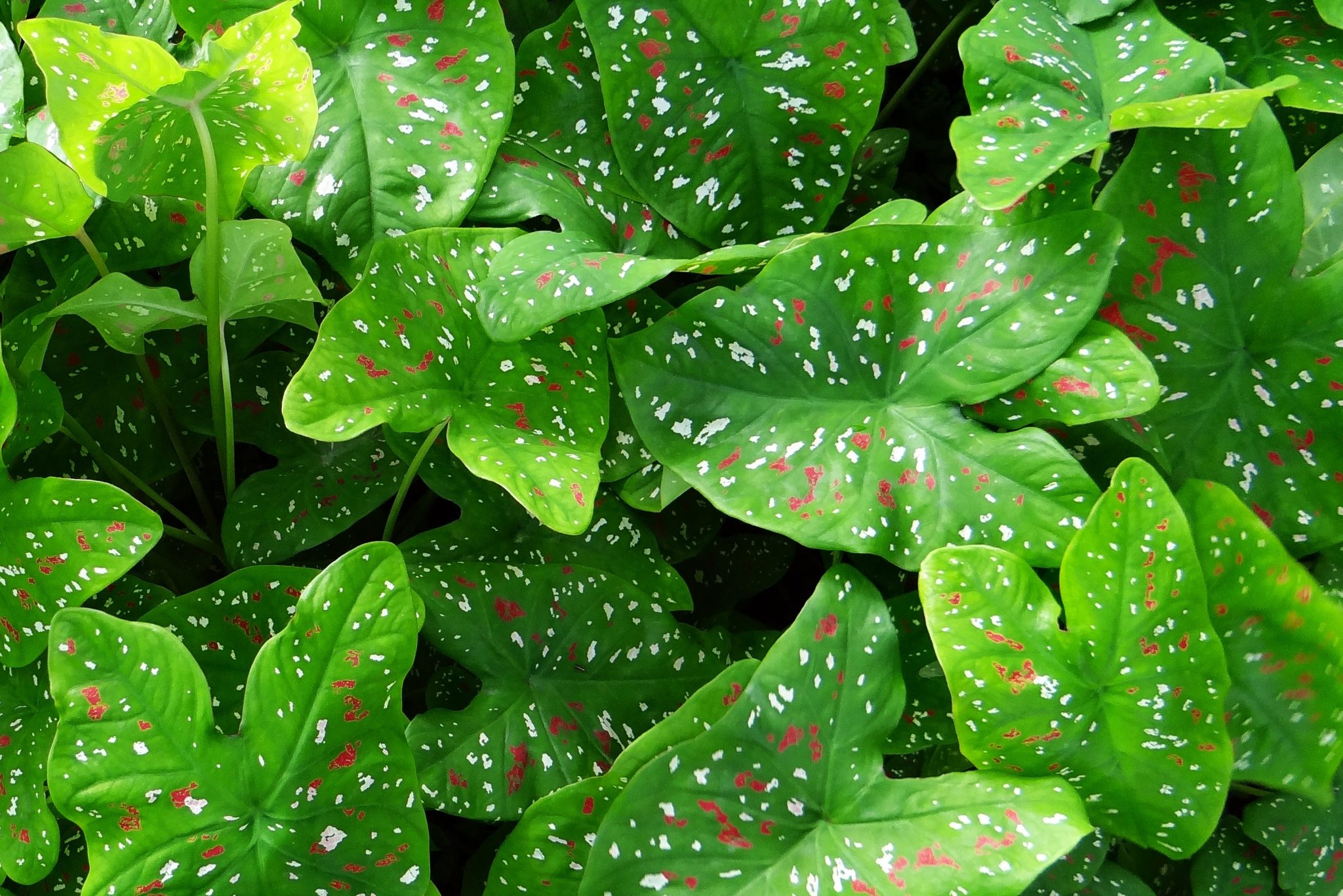 can old caladiums survive our unpredictable weather?