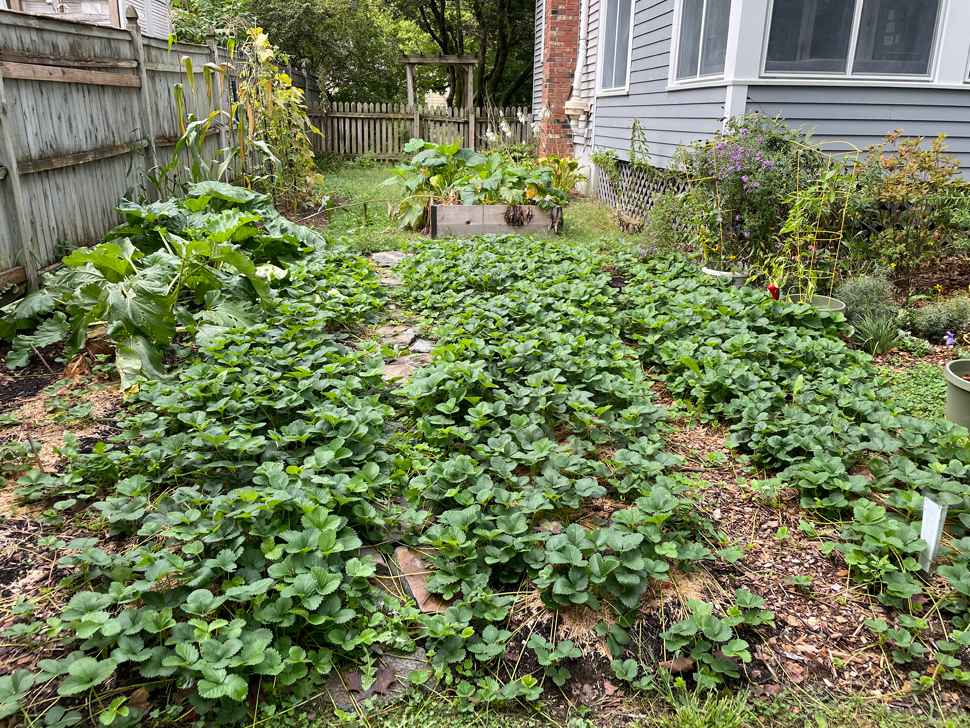 homegrown strawberries: sweet memories or messy gardens?