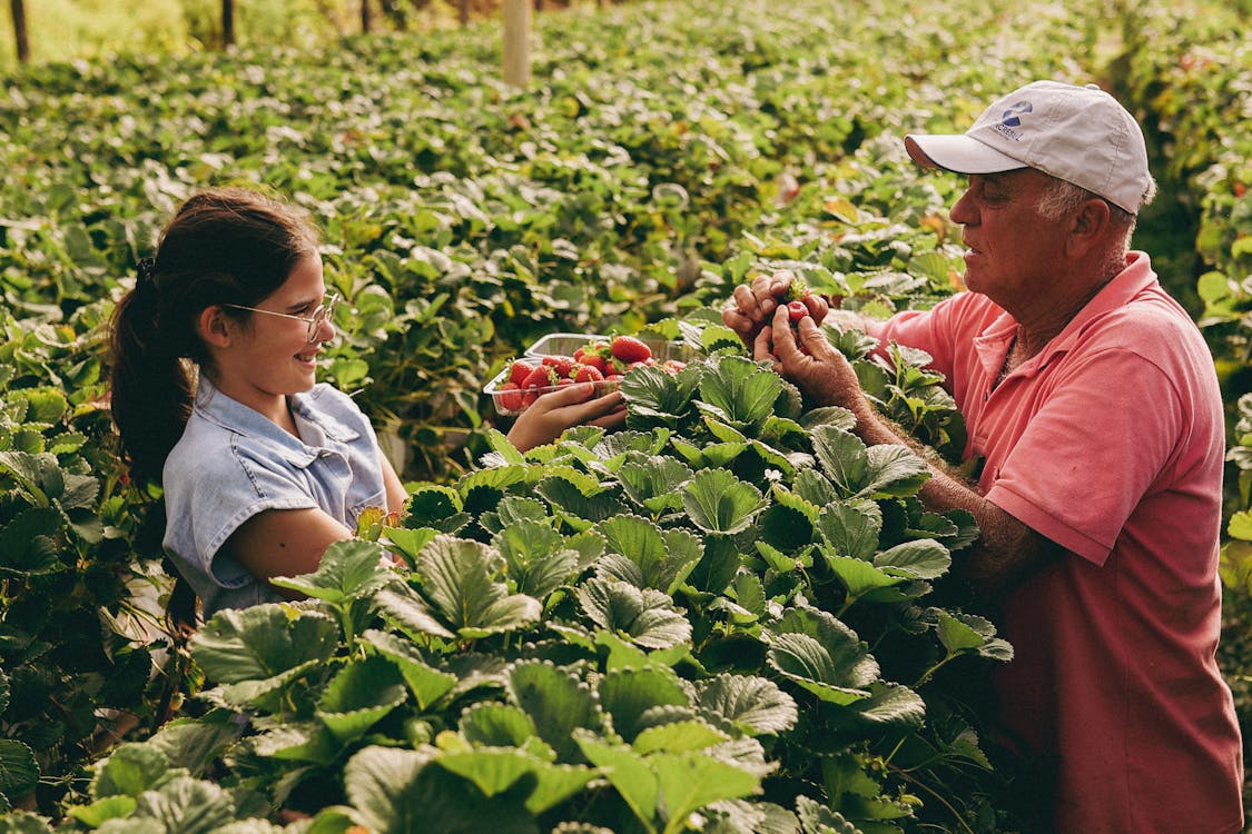 strawberry memories: old ways meet new in our gardens