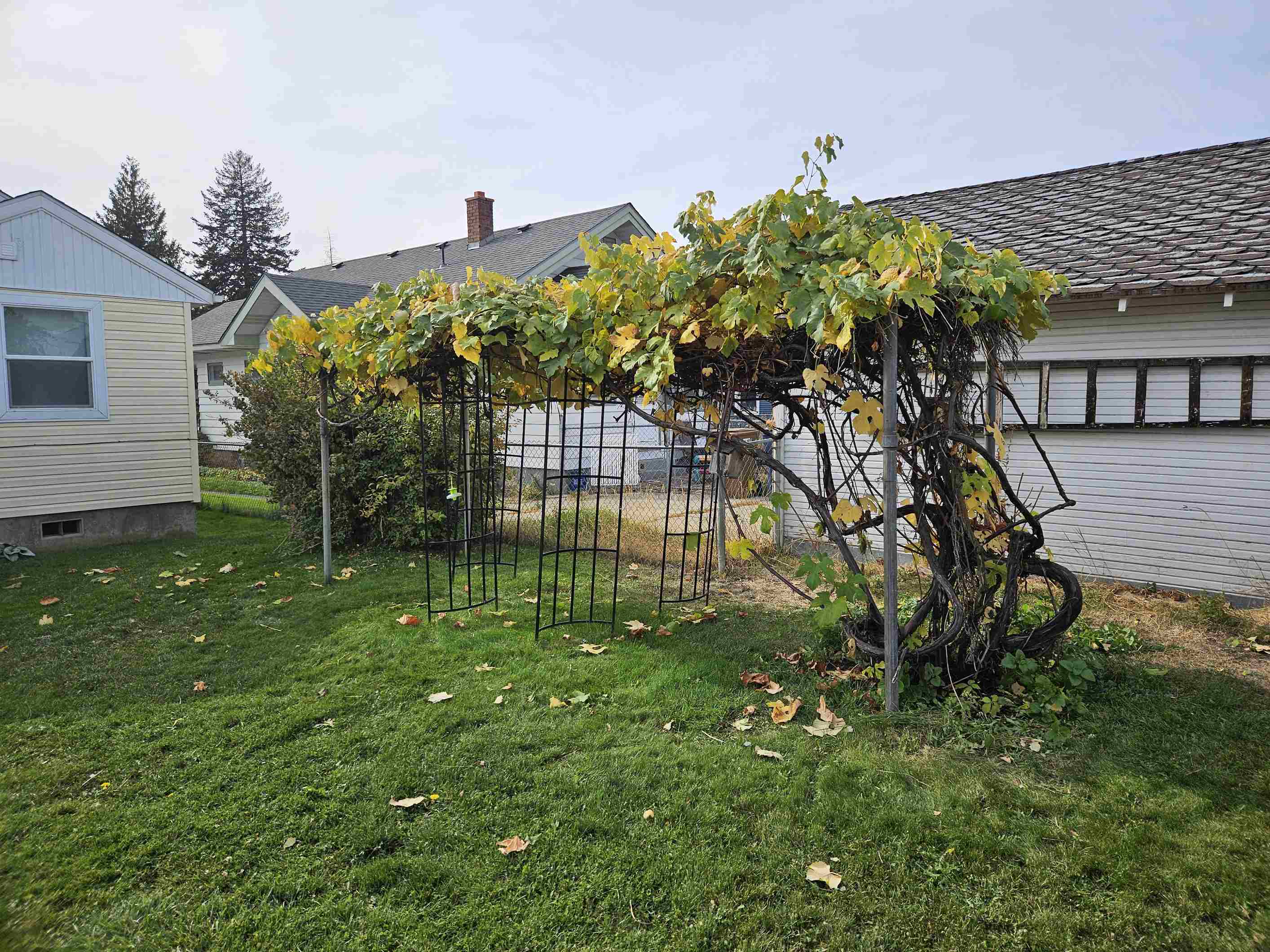 grapevines in my backyard: blessing or burden?
