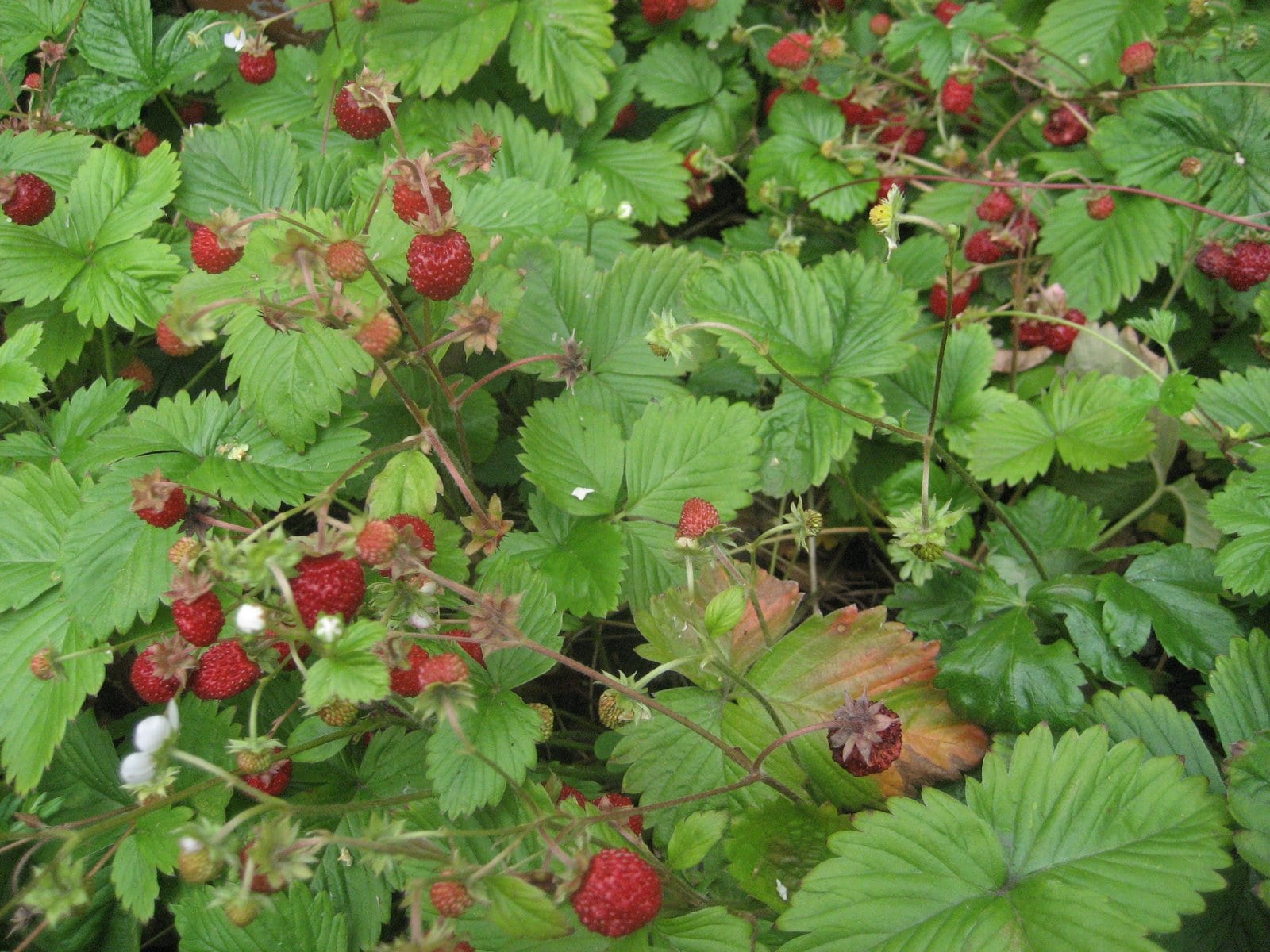 why my strawberries aren’t like grandma’s