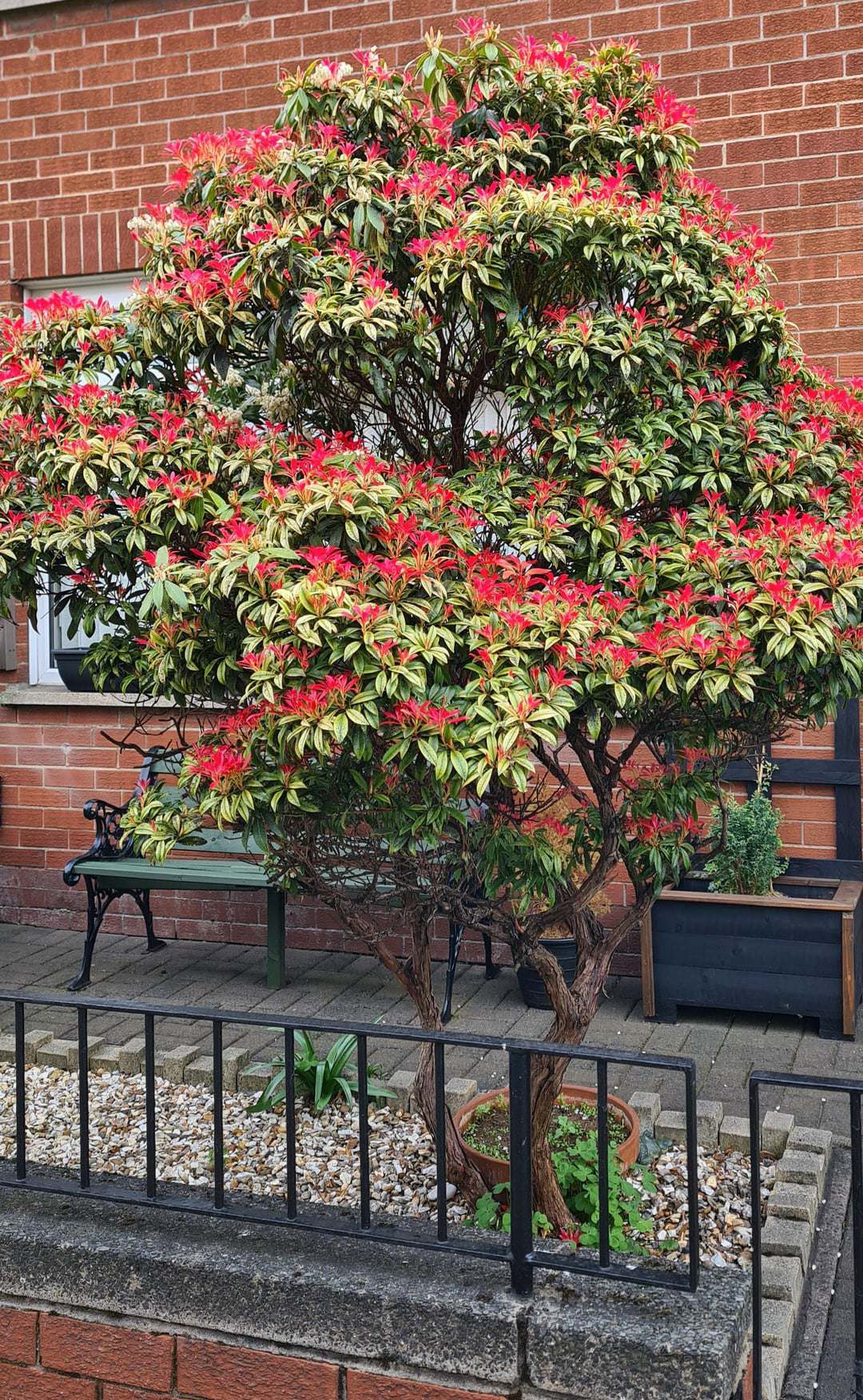 the timeless charm of pieris japonica in our changing gardens