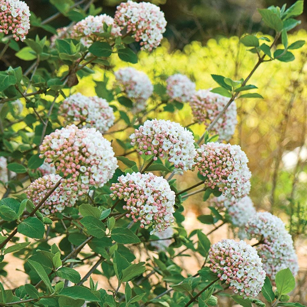 viburnum: old family gardens vs. modern yards