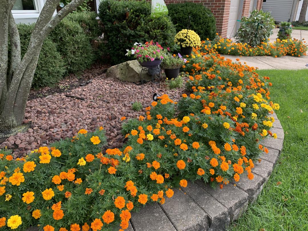 when golden marigolds outshine modern gardens