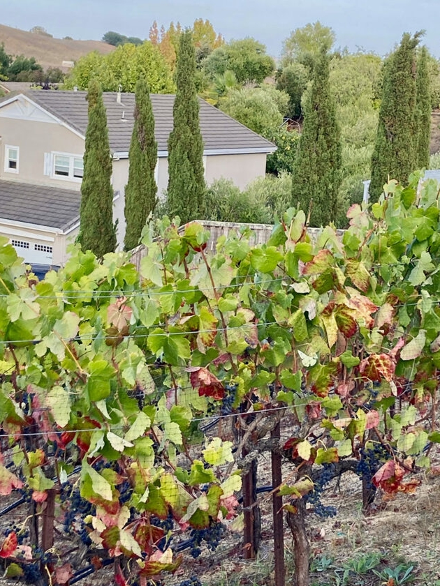 grapevines in their first year: tradition meets today