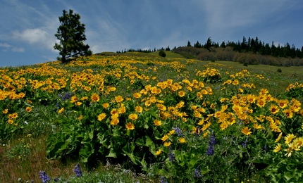 hiking coyote wall: sunflowers, wind, and sore knees