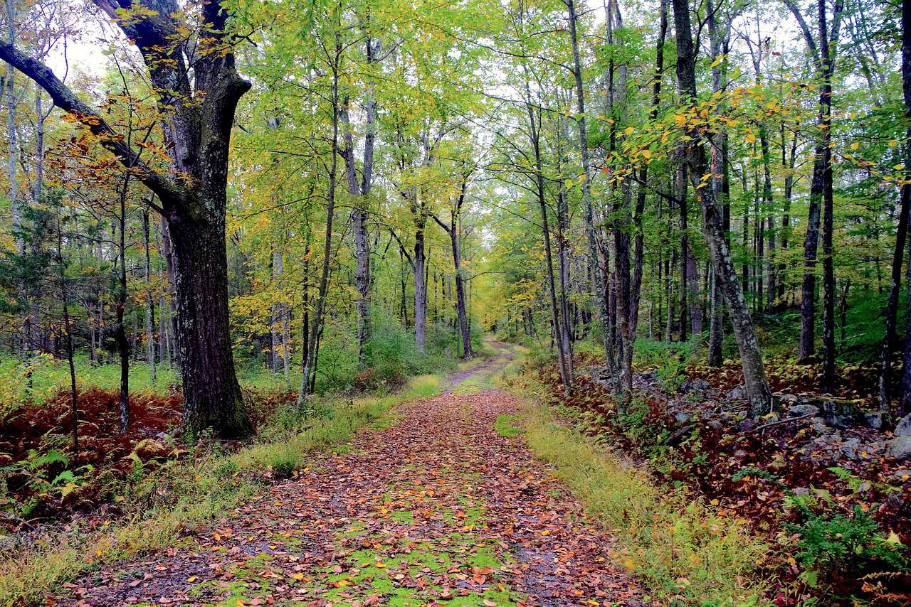 why is everyone blasting music on hiking trails?