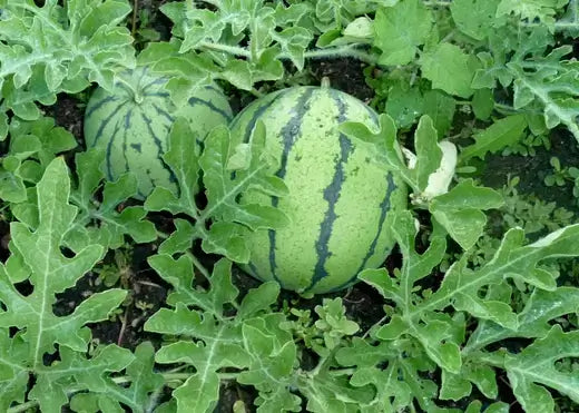 when old garden tricks meet new melon supports