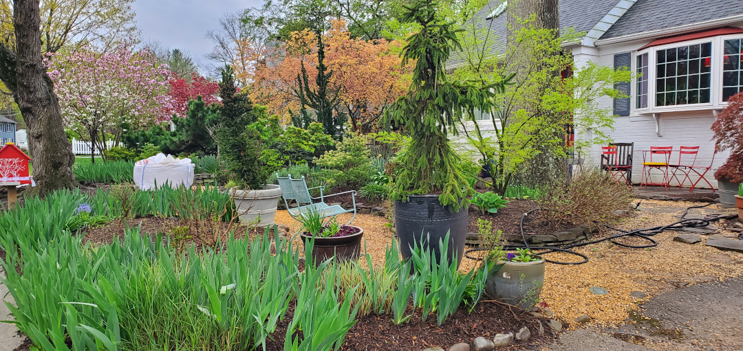 growing cabbage: old wisdom vs. new ways in our backyards