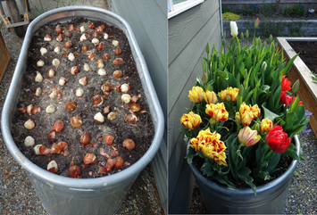 planting tulips: old ways meet new west coast trends