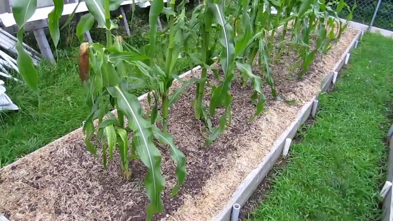 when corn brings back memories and modern headaches