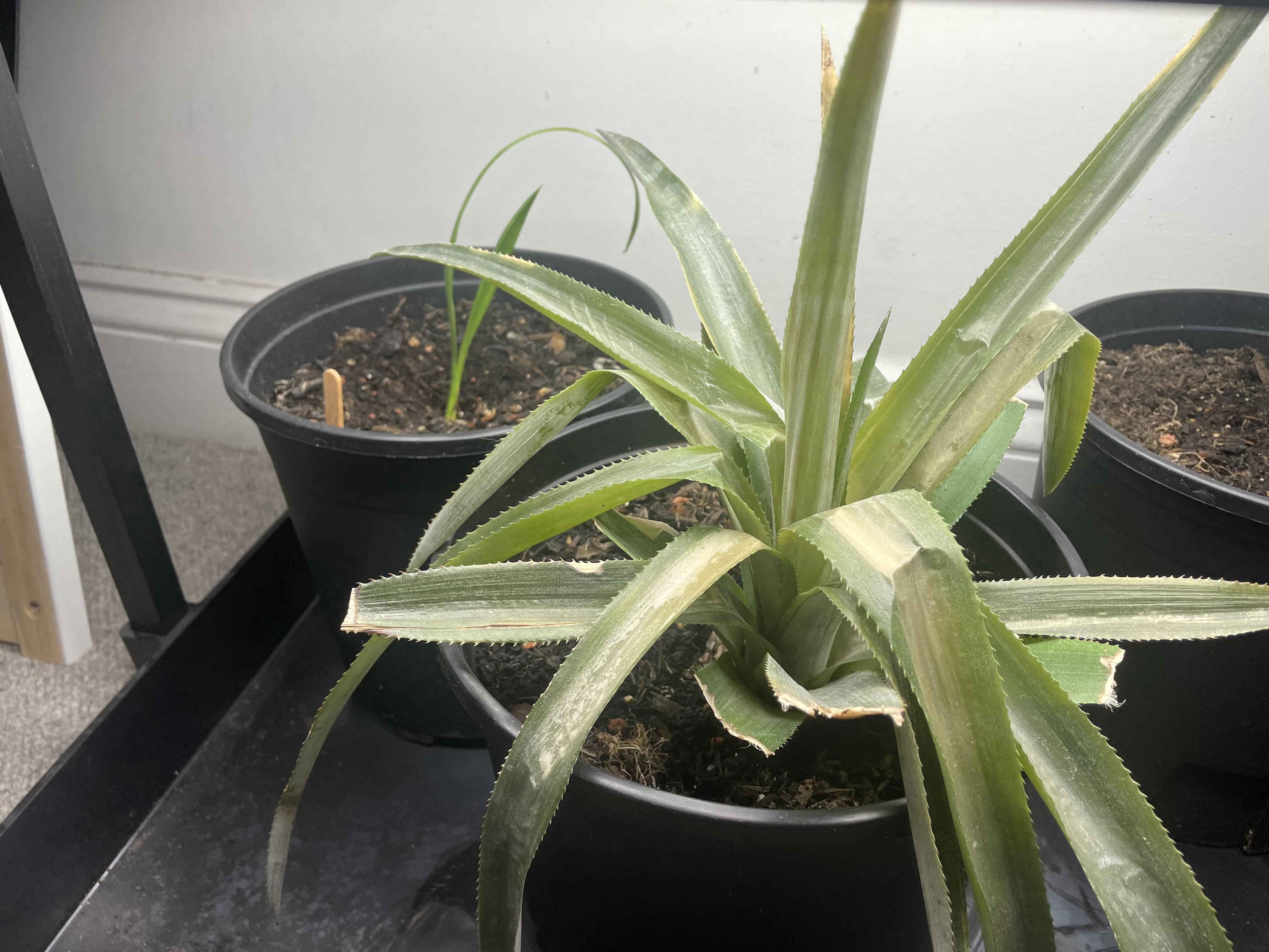 waiting for my pineapple: old patience vs. new tricks