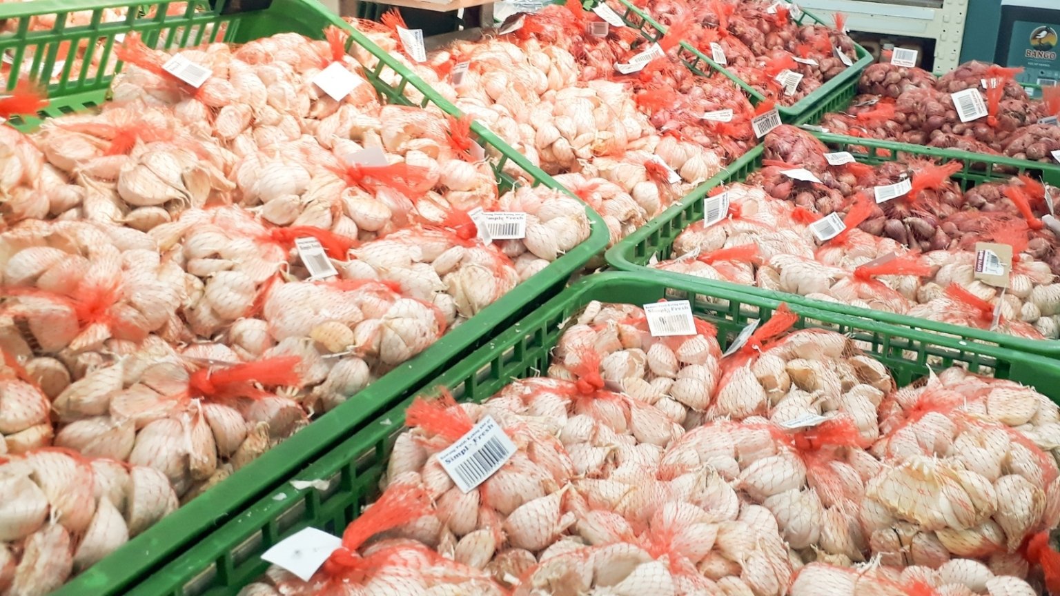 growing garlic from store-bought cloves: tradition vs. new ways