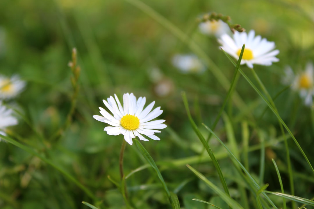 are daisies a garden treasure or a troublesome weed?