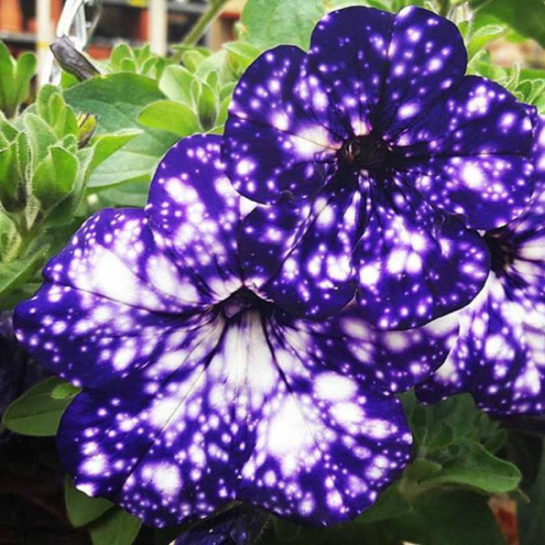 night sky petunias: old memories, new debates in our gardens