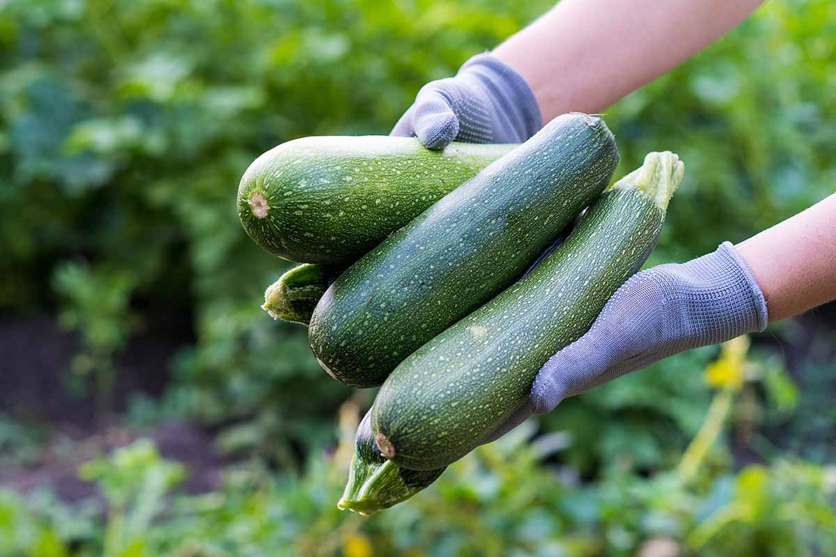 zucchini harvest: old traditions meet new garden rules